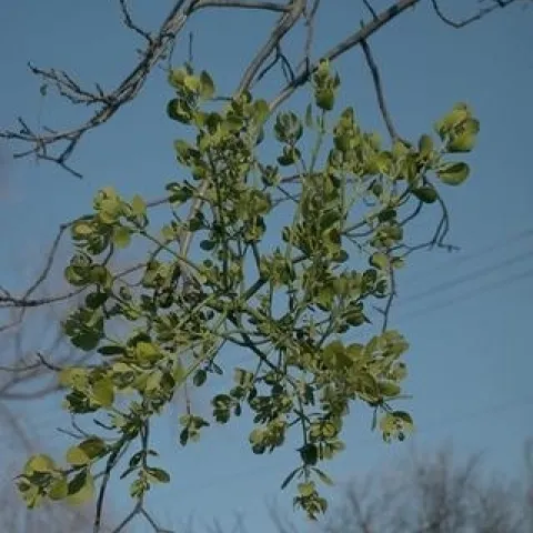 mistletoe