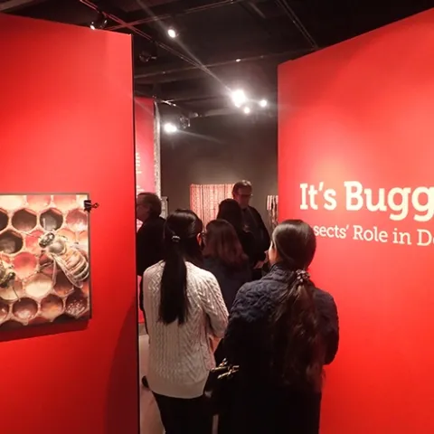 The Design Museum in Room 124 of Cruess Hall will be open during the Biodiversity Museum Day from noon to 4 p.m. The theme: "It's Bugged: Insects' Role in Design." The bee photo is by UC Davis alumnus Alex Wild. (Photo by Kathy Keatley Garvey)