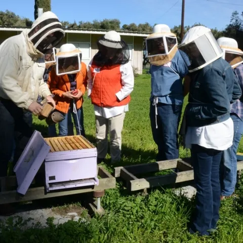 A beekeeping class at the UC Davis Harry H. Laidlaw Jr. Honey Bee Research Facility. (Photo by Kathy Keatley Garvey)