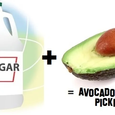 vinegar plus avocado equals avocado pickles!