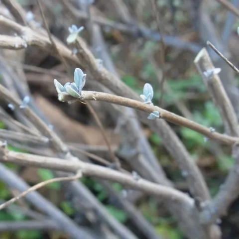 Bluebeard after pruning