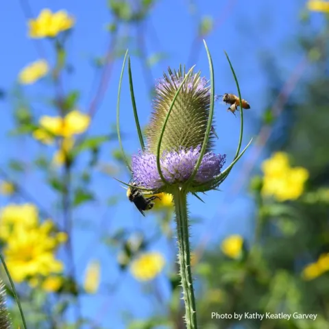 A yellow-faced bumble bee, Bombus vosnesenskii, forages for nectar on teasel in the Kate and Ben Frey Garden, Hopland, while a pollen-laden honey bee wants her share. (Photo by Kathy Keatley Garvey)