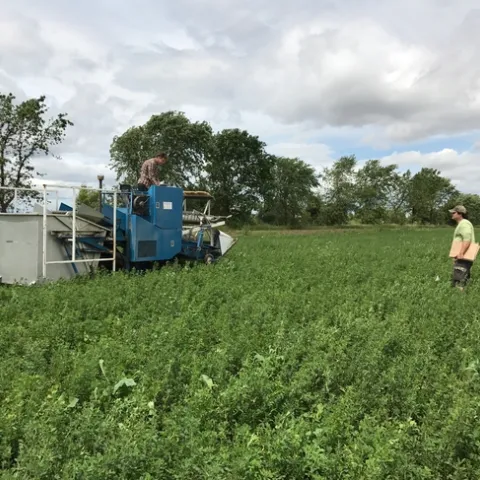 Harvesting alfalfa weevil research trials, 2017
