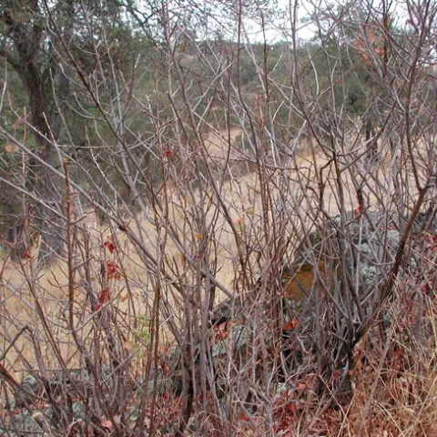Poison oak stalks after leaf loss. (Credit: Anne McTavish)