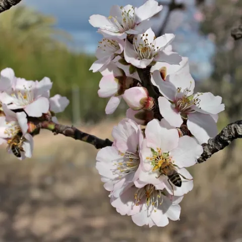As blossoms begin to pop on Central California fruit and nut trees, farmers are worried about the low levels of rainfall seen in the state so far this winter.