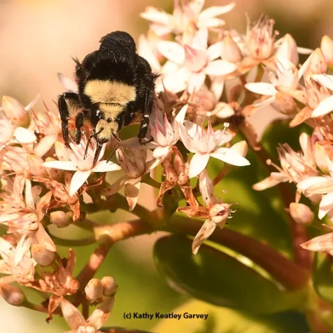 A yellow-faced bumble bee nectars on jade blossoms at the Benicia (Calif.) Capitol State Historic Park. (Photo by Kathy Keatley Garvey)