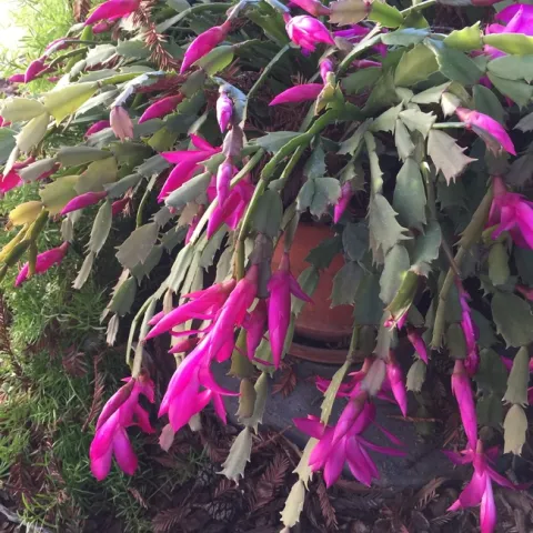 zygocactus martha blog