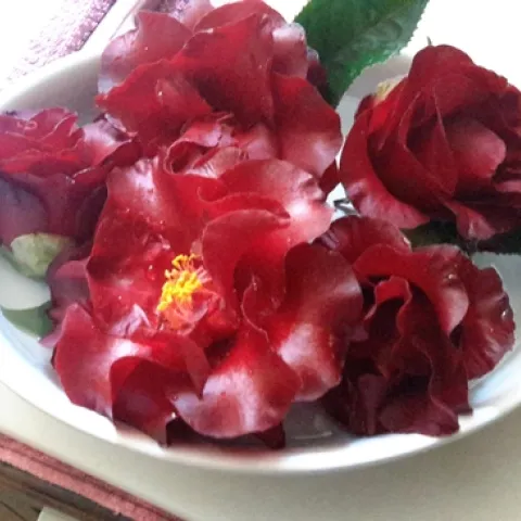 Night Rider camellia. photos by Betty Victor