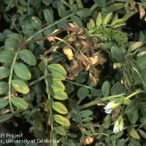 Ascochyta symptoms on garbanzo leaves.