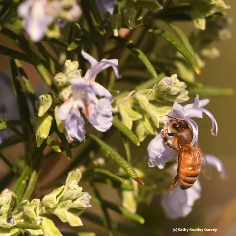 A honey bee nectars on a rosemary blossom on Feb. 9 on the UC Davis campus. (Photo by Kathy Keatley Garvey)