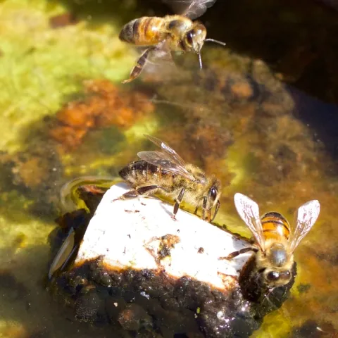 Honey bees perch on a cork to drink
