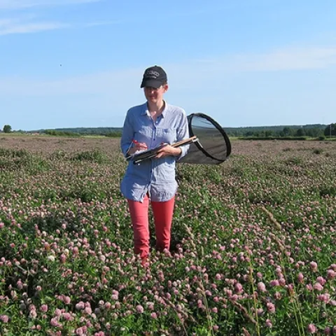 Researcher Maj Rundlöf working in red clover seed field in Skåne, southern Sweden. (Photo by Christian Krintel)