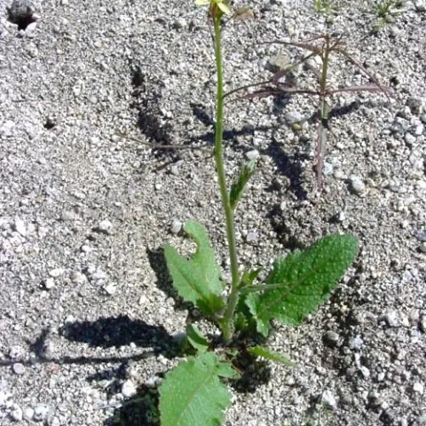Saharan Mustard. Photo: © 2003 Michael Charters