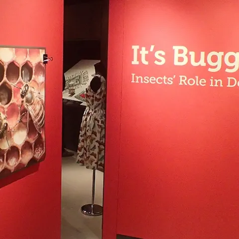 "It's Bugged: Insects' Role in Design," an exhibit in Cruess Hall that explores the connection between insects and people, will be open from noon to 4 p.m. on Feb. 17. The image of bees is the work of Alex Wild. (Photo by Kathy Keatley Garvey)
