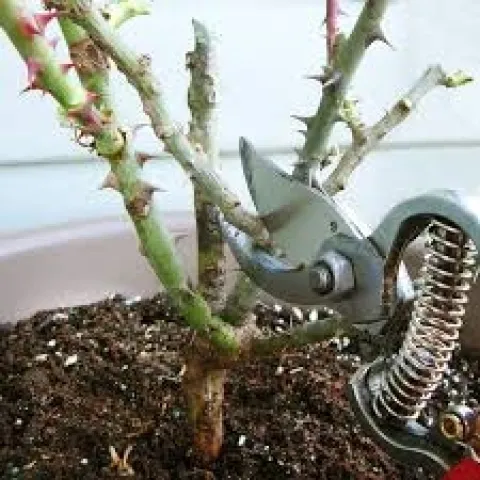 pruning rose
