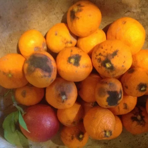 satsuma rind breakdown