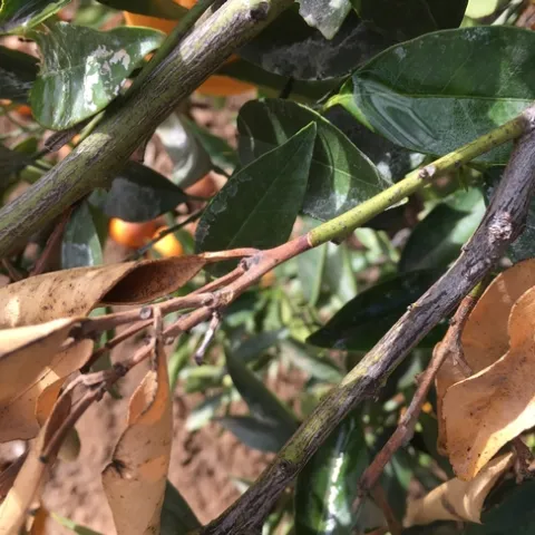 citrus dieback 2