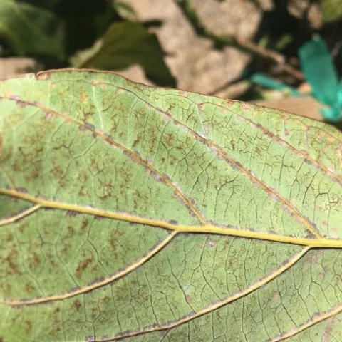 avocado flowering persea