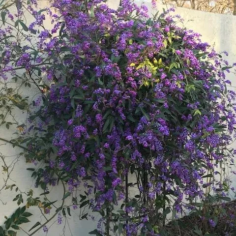 Hardenbergia-photo by Kathleen Gunther