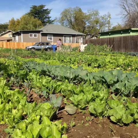 Urban Farm in Sacramento