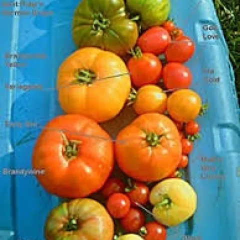 Assprted Summer Tomatoes