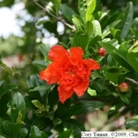 punica granatum flower ct[14651]
