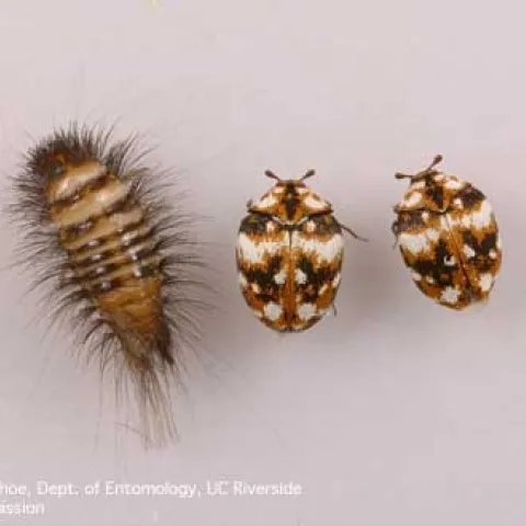Larva and adult furniture carpet beetles. [Credit: D-H Choe]