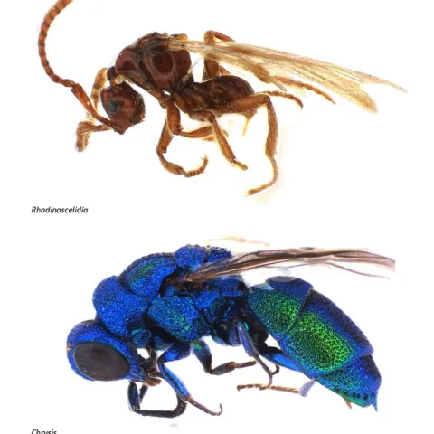 Comparison of Rhadinoscelidia (top) and Chrysididae. (Photo courtesy of Lynn Kimsey)