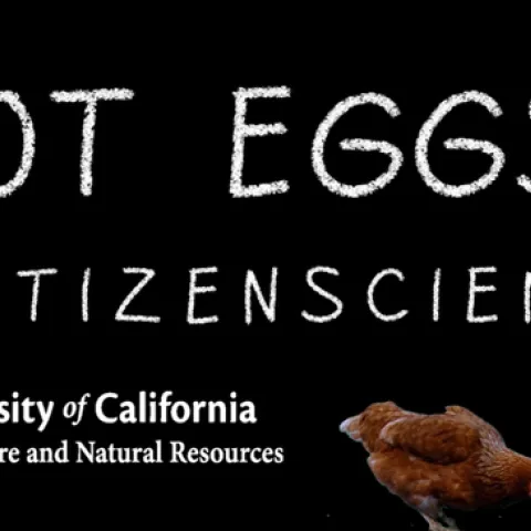Backyard Poultry Egg Study UCANR 2 preview