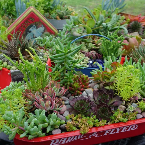 Succulent Arrangements for Sun, Laura Balaoro