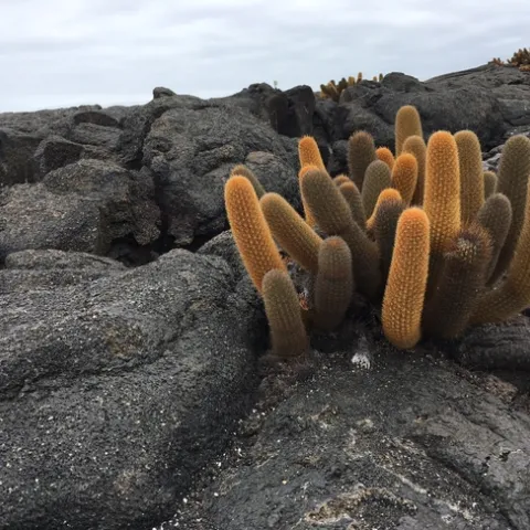 Lava Cactus