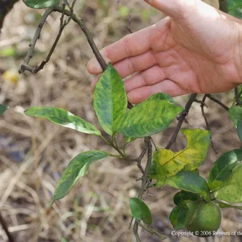 Mottling and yellowing of leaves is a symptom of huanglongbing disease in a citrus tree. HLB is incurable and the tree will eventually die.