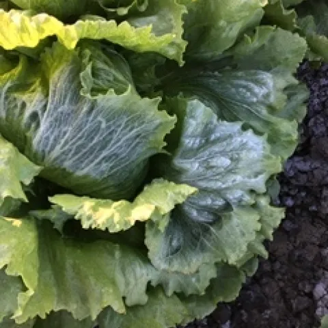 Photo 1. Frost on head lettuce