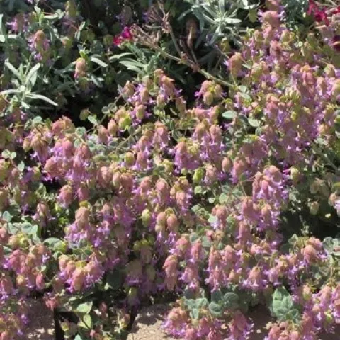 Amethyst Falls Oregano[14565]