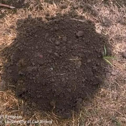 Fig 1. The margin of a mole mound tends to be circular. (Credit: Larry A. Strand)