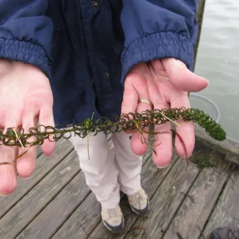 Lagarosiphon NZ 2018