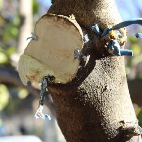 photo by Brenda Altman