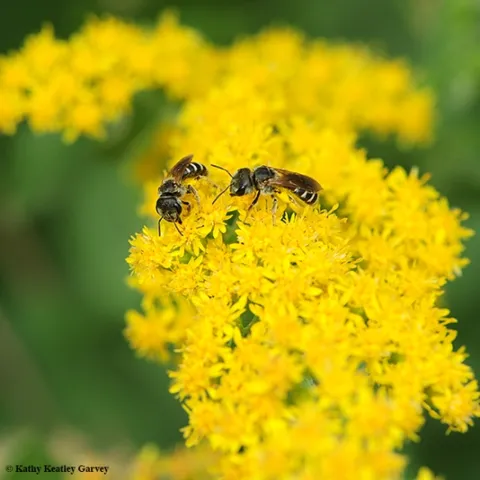 Female sweat bees, Halictus ligatus, on goldenrod at the UC Davis Arboretum and Public Garden. (Photo by Kathy Keatley Garvey)