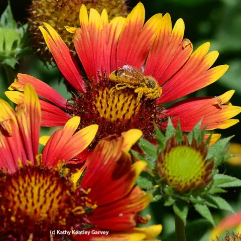 A pollen-covered honey bee forages on a Gallardia. (Photo by Kathy Keatley Garvey)