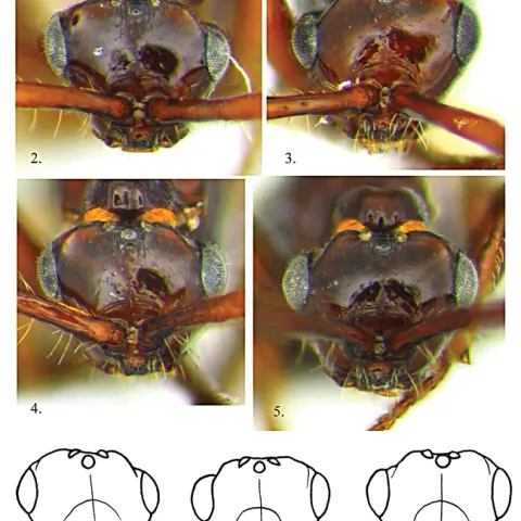 Heads of Rhadinoscelidia malaysiae species. "One of the most unusual things about these wasps is the weird head deformities," says Lynn Kimsey. "I’ve never seen it in any other wasps or bees that I’ve studied."