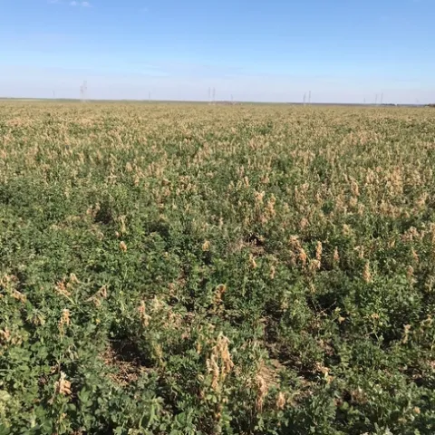 Frost damage to alfalfa, Yolo Co, 2018
