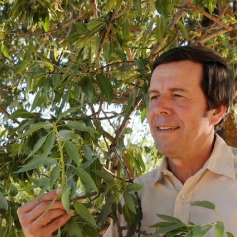 IPM specialist Frank Zalom, UC Davis distinguished professor of entomology and Extension entomologist, shown here by an almond tree, will receive a lifetime achievement award at the Ninth International IPM Symposium March 19-22 in Baltimore. (Photo by Kathy Keatley Garvey)