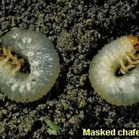 masked chafer