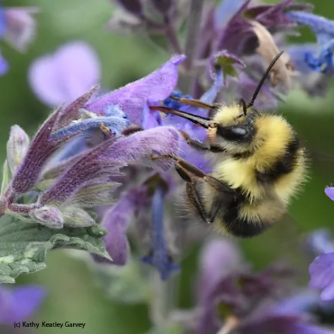 A bumble bee, Bombus melanopygus, nectaring on lavender in Vacaville, Calif. (Photo by Kathy Keatley Garvey)
