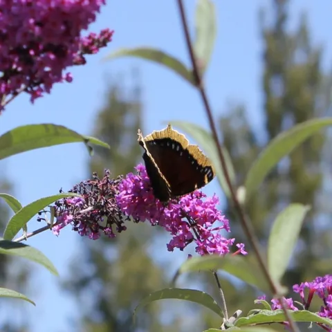 Butterfly on Buddlejia