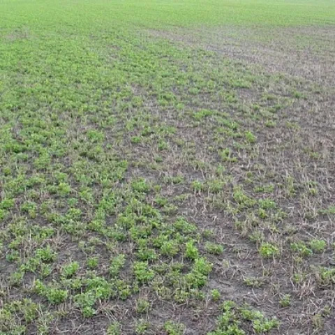 Weak seedling alfalfa stand.