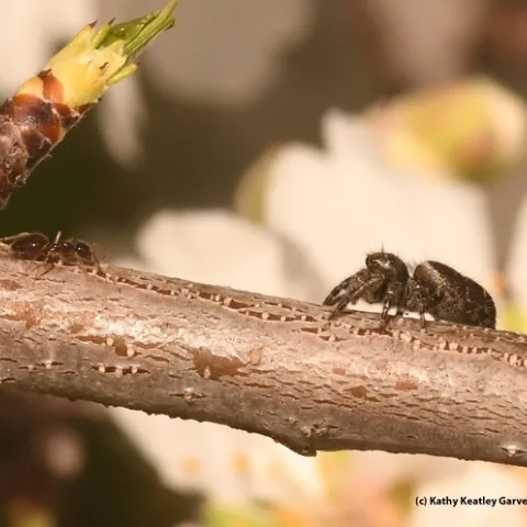 A winter ant, Prenolepis imparis, encounters a Phidippus, jumping spider in an almond tree on Bee Biology Road, UC Davis. (Photo by Kathy Keatley Garvey)