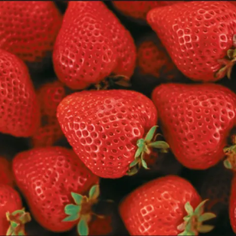 'Sweet King' , one of the most well known strawberries in Japan. Average fruit size of 45 g makes it a contender with our early CA fruit.