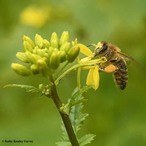 A honey bee foraging on mustard on Sunday, March 18 in Vacaville, Calif. (Photo by Kathy Keatley Garvey)