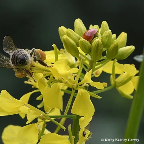 A honey bee and a lady beetle, aka lady bug, thrust deep inside a mustard blossom. (Photo by Kathy Keatley Garvey)